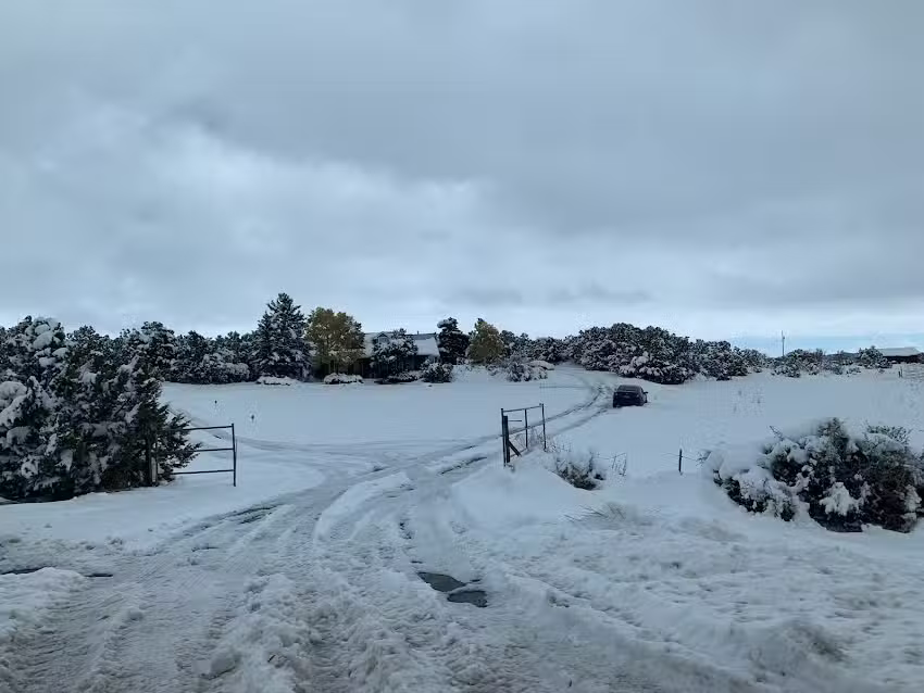 Emma Jenkinson Dressage
