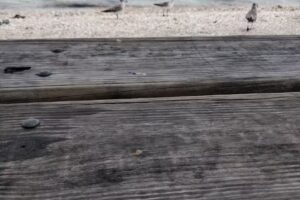 Endless Summer Charters