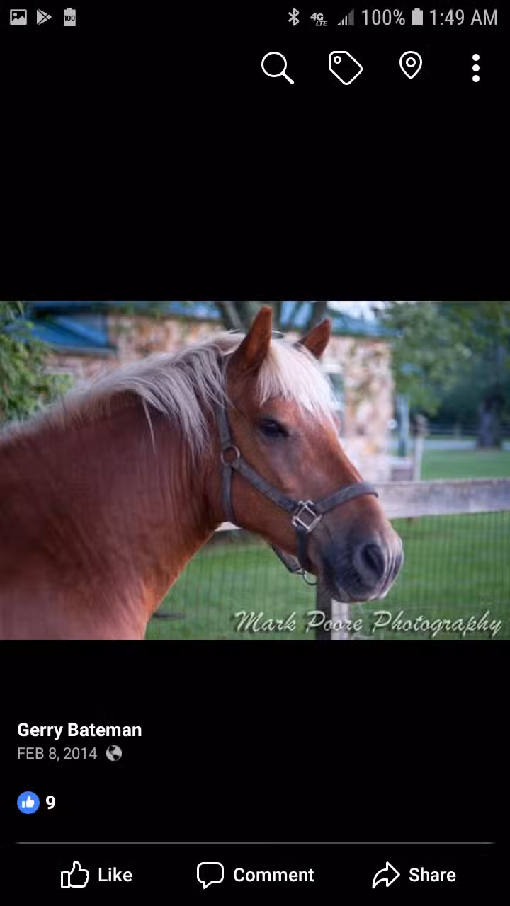 Equestrian Adventures