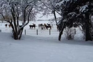 Equine Harmony Ranch