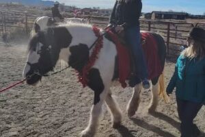 Equine Spirit Sanctuary