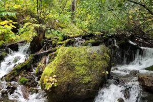 Escaping Anchorage: Your Tour Guide to the Wild Side