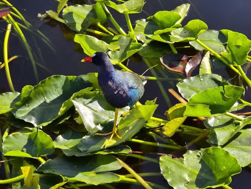 Everglades Airboat Tours