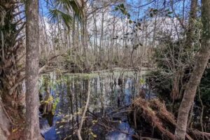 Everglades Day Safari