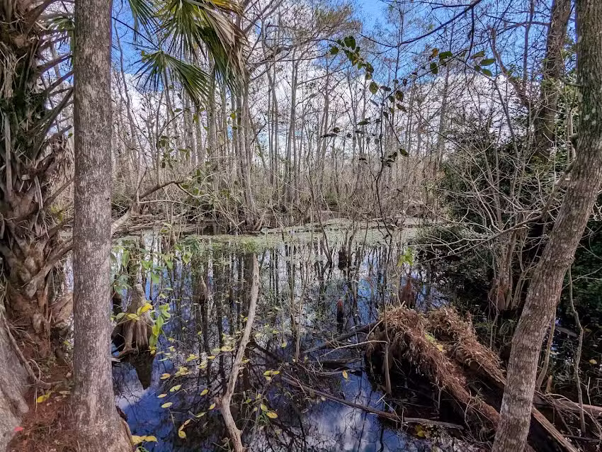 Everglades Day Safari