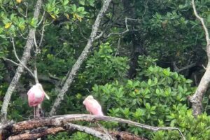 Everglades National Park Adventures