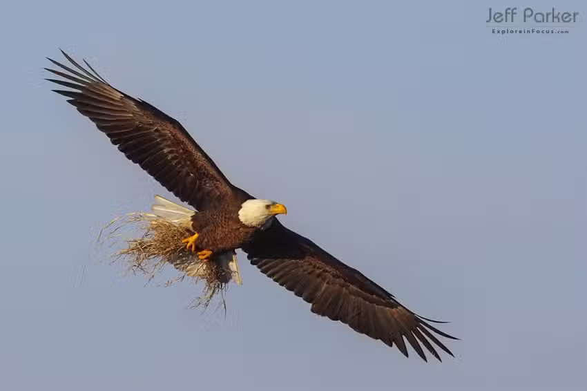 Explore in Focus with Jeff Parker