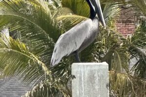 Explore Naples by Boat.com