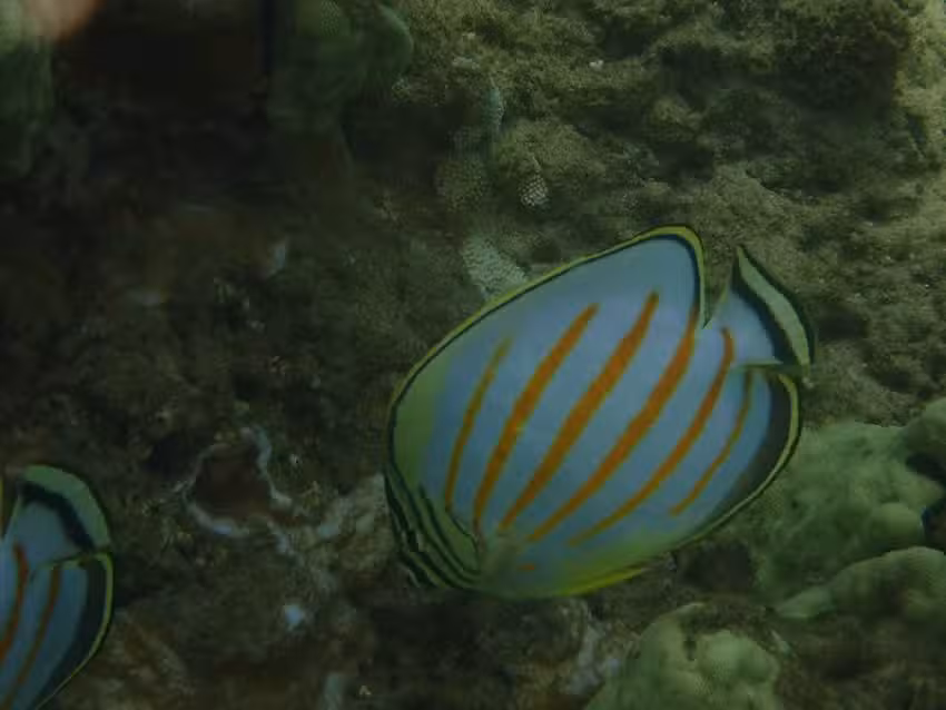 Exquisite Travel Agency