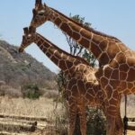 Exquisite Travel Group