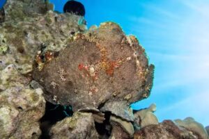 Extended Horizons Maui Scuba Dive Shop