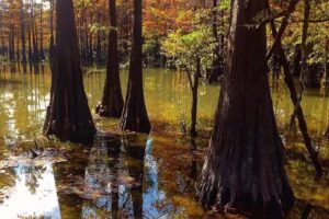 Felsenthal National Wildlife Refuge