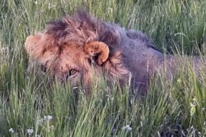 First Cabin Travel Corporation