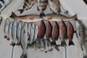 Fish Commander Cabins