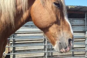 Five brooks bodega bay