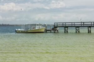 Flippers Dolphin Tours