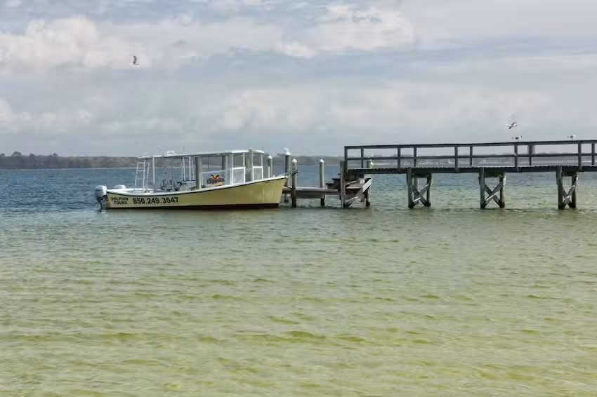 Flippers Dolphin Tours