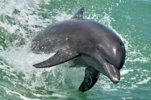 Florida Adventures and Rentals