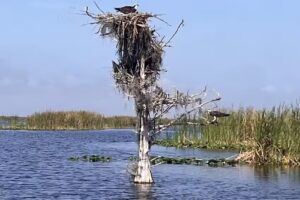 Florida Airboat Excursions