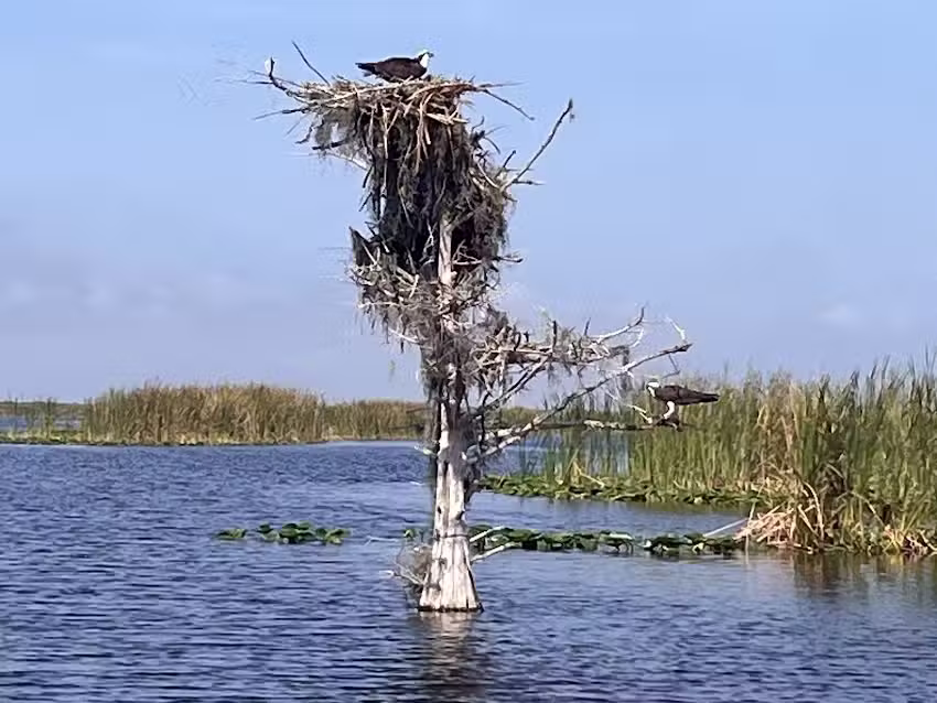 Florida Airboat Excursions