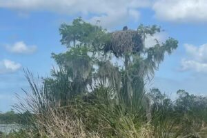 Florida Cracker Airboat Rides & Guide Service