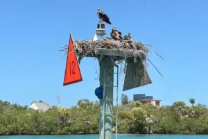 Florida Gulf Discovery LLC