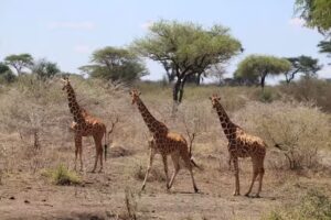 Flying Giraffe Travel LLC