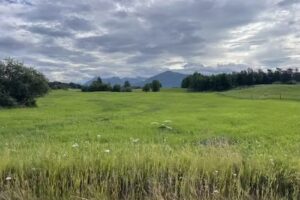 Forestlane Cottages Alaska