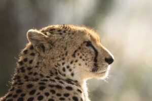 Forrest James Safaris LLC