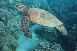 Four Winds Molokini Maui Snorkel Tour