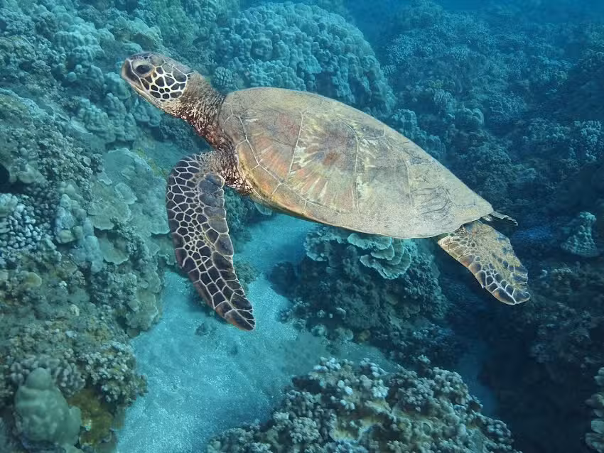 Four Winds Molokini Maui Snorkel Tour