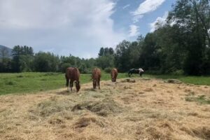 Franconia Notch Stables