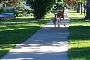 Franklin Street Guest House