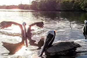 FunShine Island Services LLC