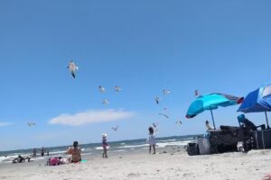 Galveston Island Horse and Pony Rides