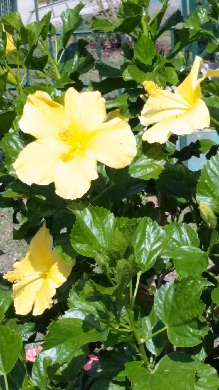 Galvis Travel Services