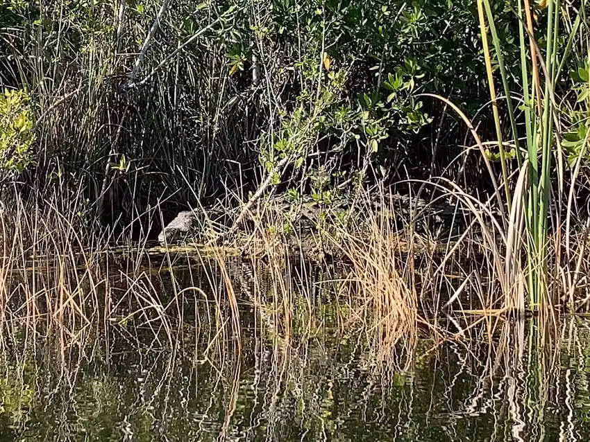Garl’s Coastal Kayaking