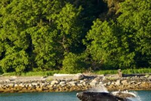 Gastineau Guiding Company