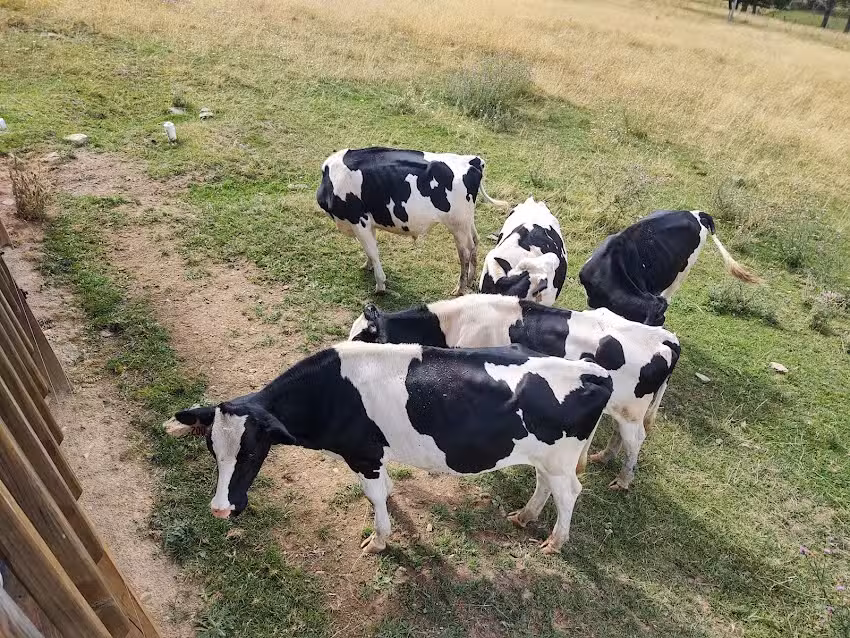 Germany Valley Overlook Cabins