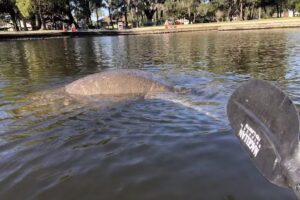 Get Up and Go Kayaking – Tarpon Springs