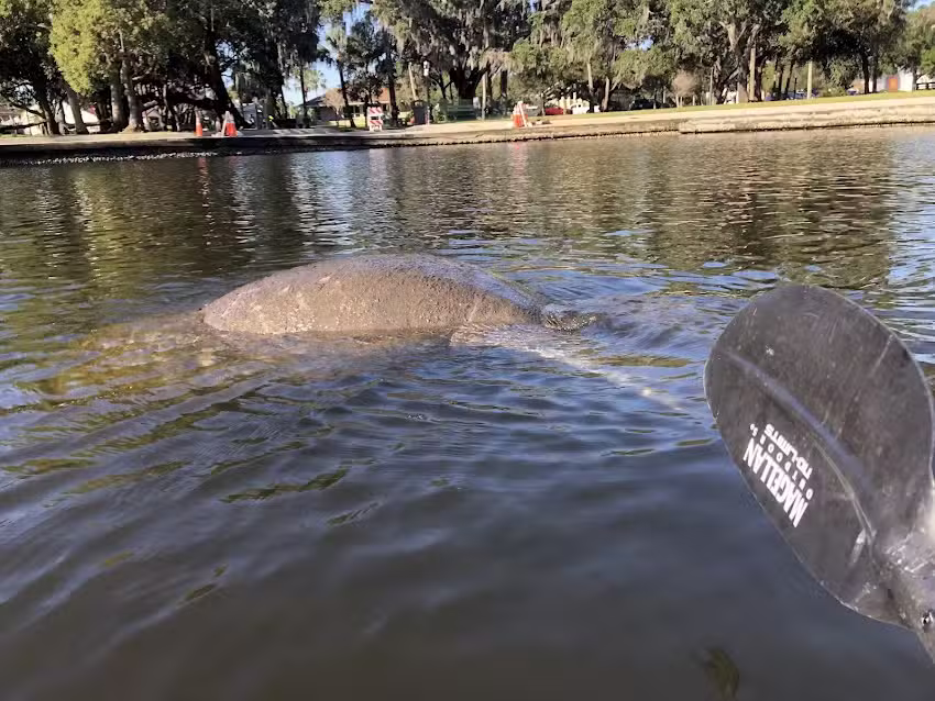 Get Up and Go Kayaking – Tarpon Springs