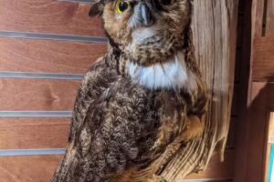 Giant City Visitor Center