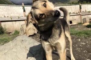 Girdwood Summer Sled Dog Adventure