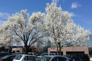 Global Connections Inc