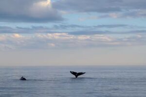 Go City® – Boston