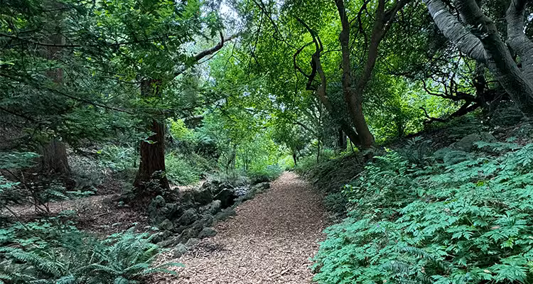 GoGo Walks SF | GoGo Traveler