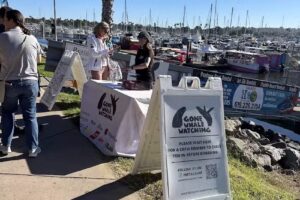 Gone Whale Watching San Diego