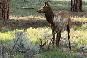 Grand Canyon Jeep Tours & Safaris