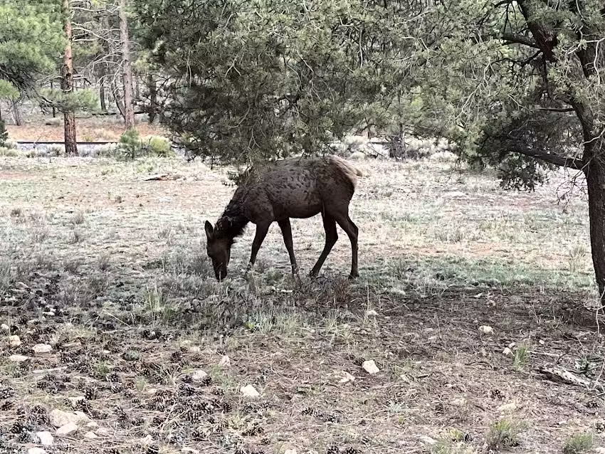 Grand Canyon Jeep Tours & Safaris