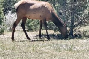 Grand Canyon Tour Company